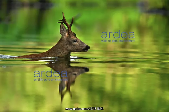 : European roe deer (Capreolus capreolus) Crossing : European roe deer (Capreolus capreolus) Crossing