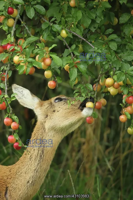  : European roe deer (Capreolus capreolus) eating ripe