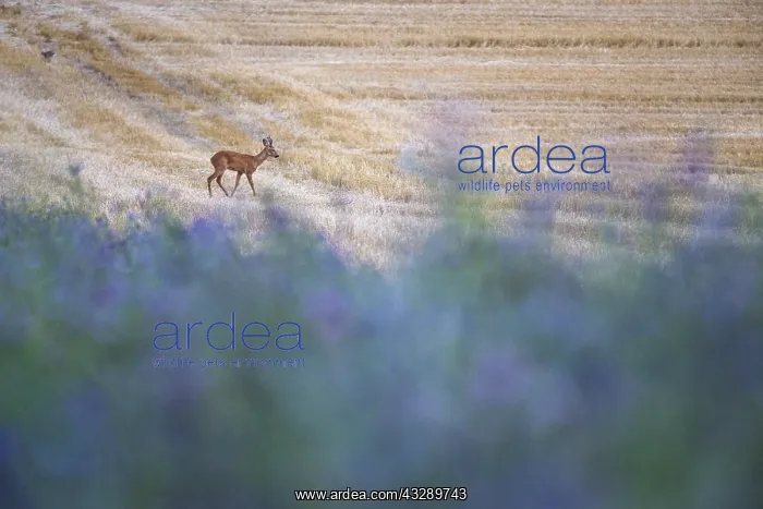 : European Roe Deer (Capreolus capreolus) walking : European Roe Deer (Capreolus capreolus) walking