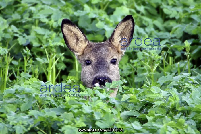 : European Roe Deer - doe in mustard crop : European Roe Deer - doe in mustard crop