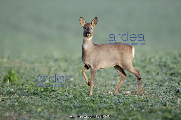 : European Roe Deer - doe in oil-seed rape crop : European Roe Deer - doe in oil-seed rape crop