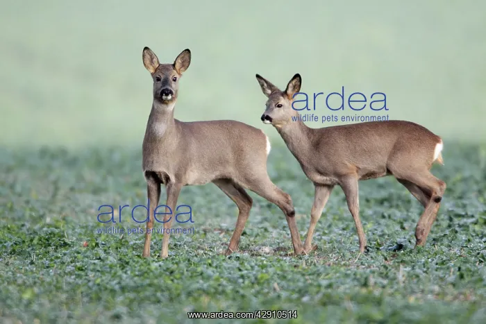 : European Roe Deer - doe with yearling fawn in oil-seed : European Roe Deer - doe with yearling fawn in oil-seed