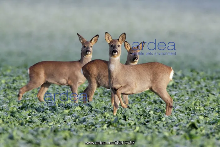 : European Roe Deer - doe with two yearling fawns : European Roe Deer - doe with two yearling fawns