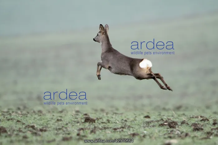 : European Roe Deer - leaping in flight across winter : European Roe Deer - leaping in flight across winter
