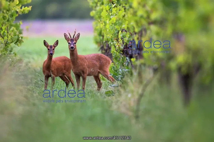 : European roe deerbock (Capreolus capreolus) with : European roe deerbock (Capreolus capreolus) with