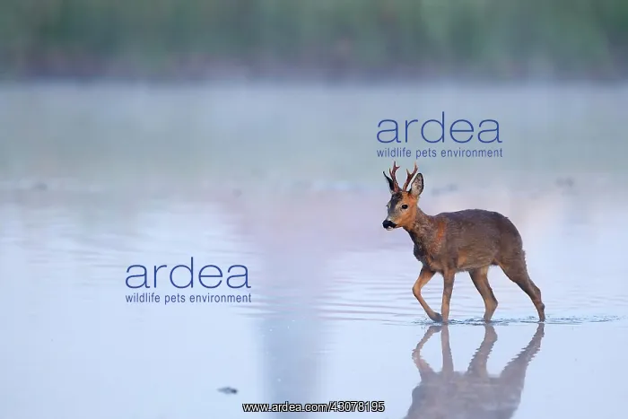 : European roe deerbock (Capreolus capreolus) runs : European roe deerbock (Capreolus capreolus) runs