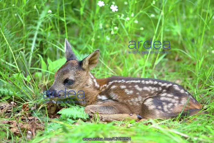  : European roe deerkitz (Capreolus capreolus), discarded