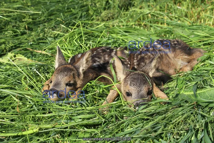 : European roe deerkitze ( Capreolus capreolus) : European roe deerkitze ( Capreolus capreolus)