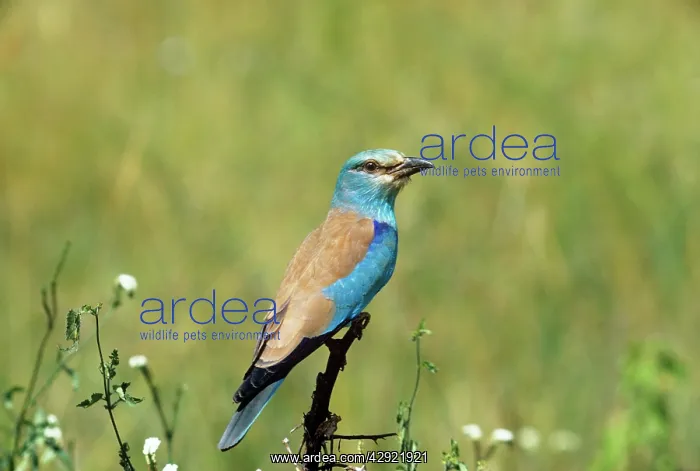  : European Roller
