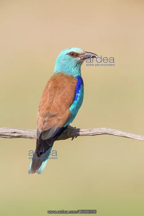 : European Roller : European Roller