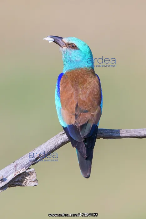 : European Roller : European Roller