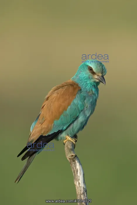 : European Roller : European Roller