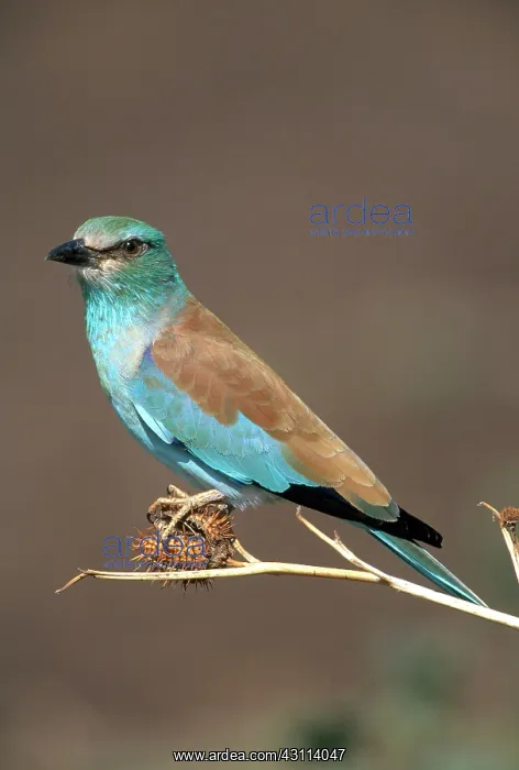 : European Roller : European Roller