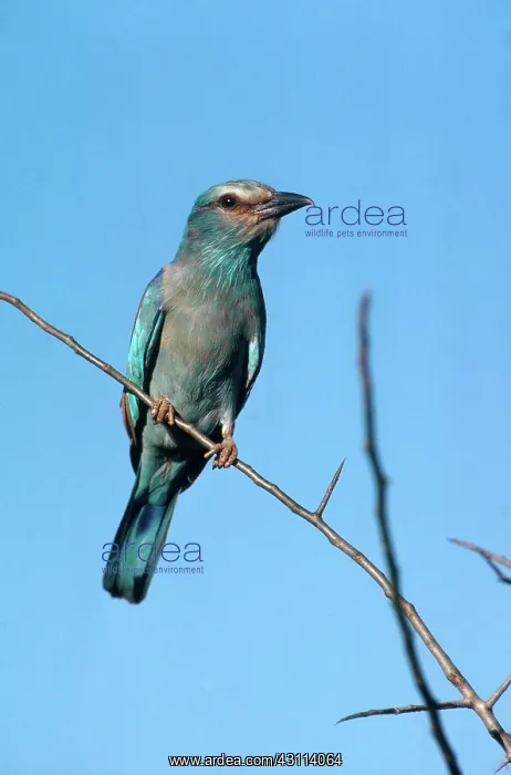 : European Roller : European Roller