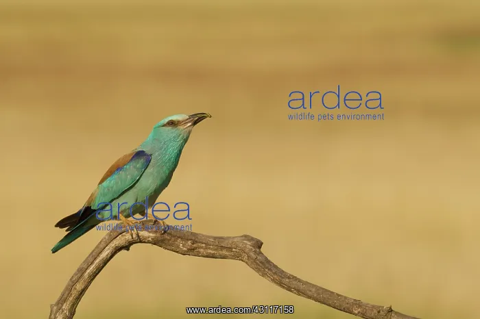 : European Roller : European Roller