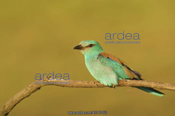 : European Roller : European Roller