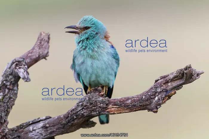 : European Roller : European Roller