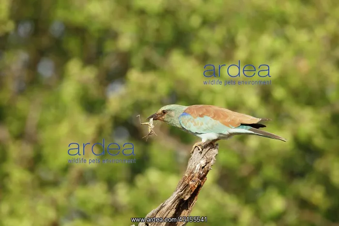 : European Roller : European Roller