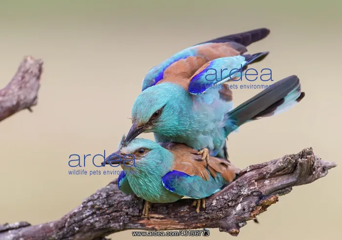 : European Roller : European Roller