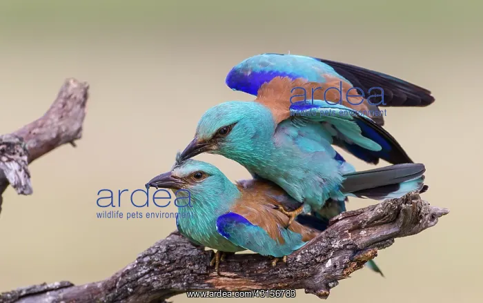 : European Roller : European Roller