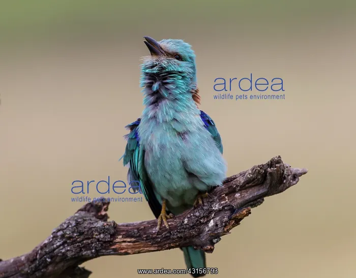  : European Roller