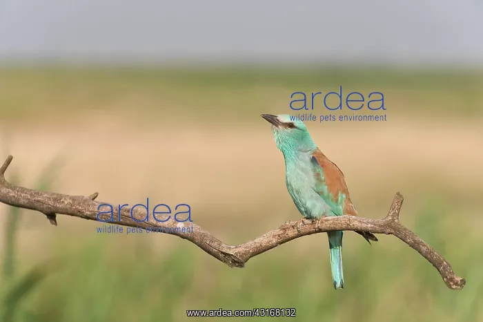 : European Roller : European Roller