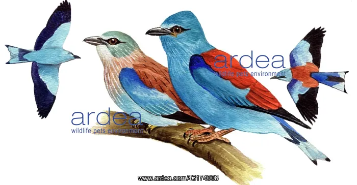 : European Roller : European Roller