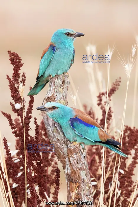 : European Roller (Coracias garrulus), a couple perched : European Roller (Coracias garrulus), a couple perched
