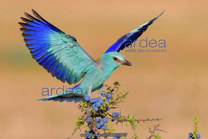 : European Roller (Coracias garrulus), adult alighting : European Roller (Coracias garrulus), adult alighting