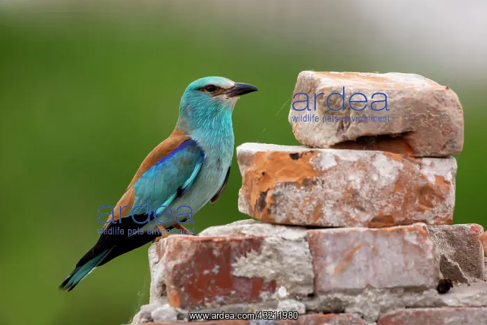 : European Roller (Coracias garrulus) Adult in breeding : European Roller (Coracias garrulus) Adult in breeding