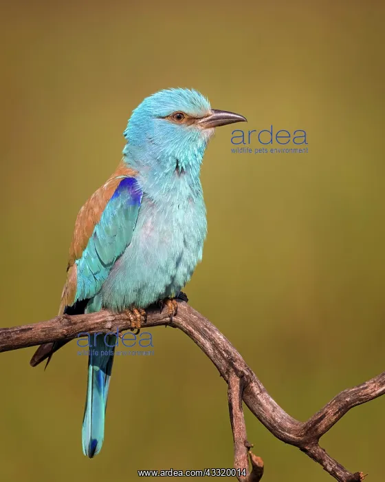 : European roller (Coracias garrulus) in ambush, hunting : European roller (Coracias garrulus) in ambush, hunting