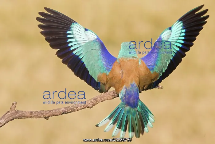 : European Roller (Coracias garrulus), bird landing : European Roller (Coracias garrulus), bird landing
