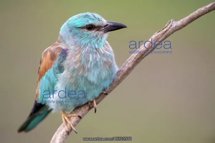 : European roller (Coracias garrulus) Close-up, sitting : European roller (Coracias garrulus) Close-up, sitting