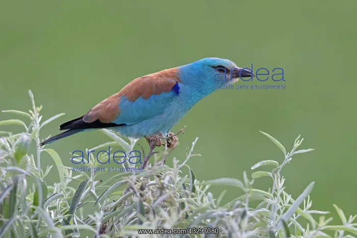 : European Roller (Coracias garrulus), Danube Delta : European Roller (Coracias garrulus), Danube Delta
