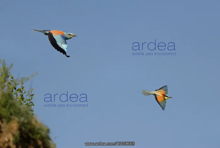 : European Roller (Coracias garrulus) and European : European Roller (Coracias garrulus) and European