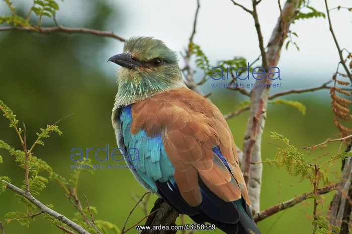 : European Roller (Coracias garrulus), Kruger : European Roller (Coracias garrulus), Kruger
