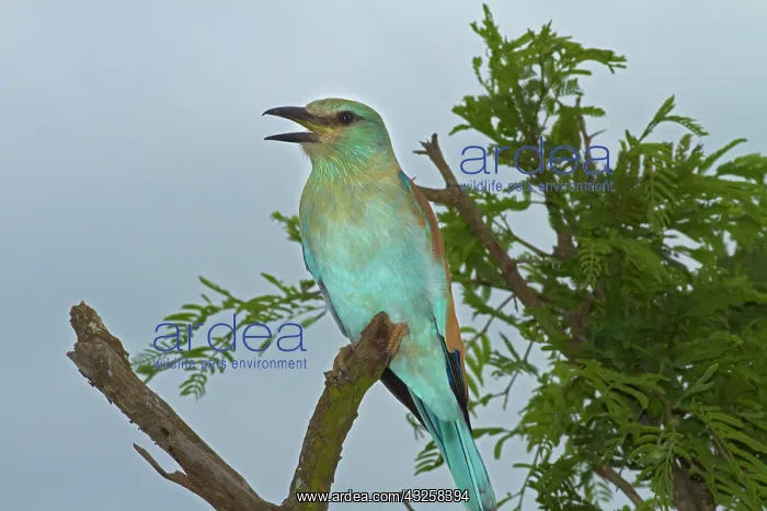 : European Roller (Coracias garrulus), Kruger : European Roller (Coracias garrulus), Kruger