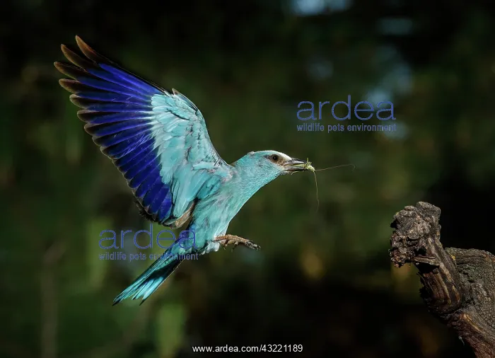 : European roller (Coracias garrulus) landing with : European roller (Coracias garrulus) landing with