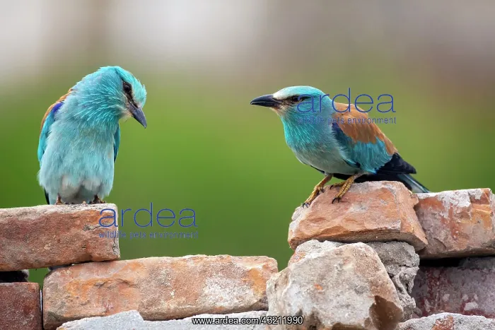 : European Roller (Coracias garrulus) Pair in breeding : European Roller (Coracias garrulus) Pair in breeding