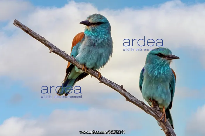 : European Roller (Coracias garrulus) Pair in breeding : European Roller (Coracias garrulus) Pair in breeding