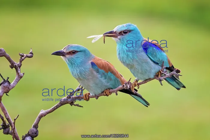 : European roller (Coracias garrulus) Pair courting