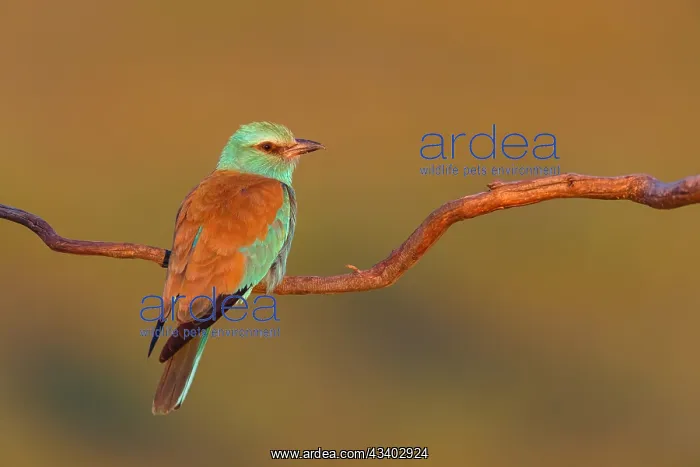  : European roller (Coracias garrulus), on a perch