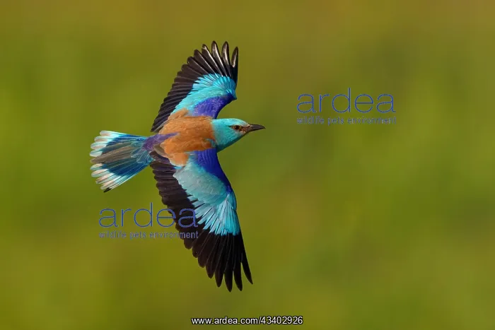 : European roller (Coracias garrulus), on perch, Tower : European roller (Coracias garrulus), on perch, Tower