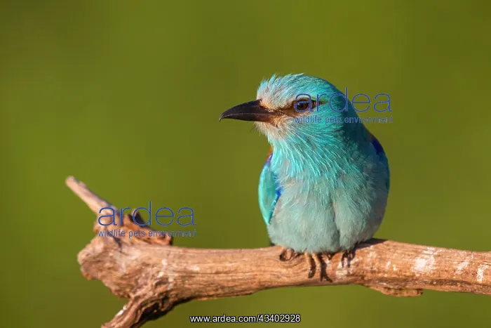 : European roller (Coracias garrulus), on perch, Tower : European roller (Coracias garrulus), on perch, Tower