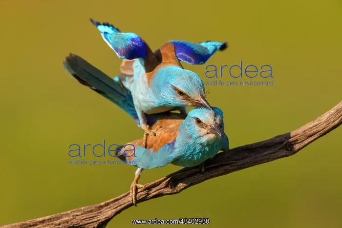 : European roller (Coracias garrulus), on perch, Tower : European roller (Coracias garrulus), on perch, Tower