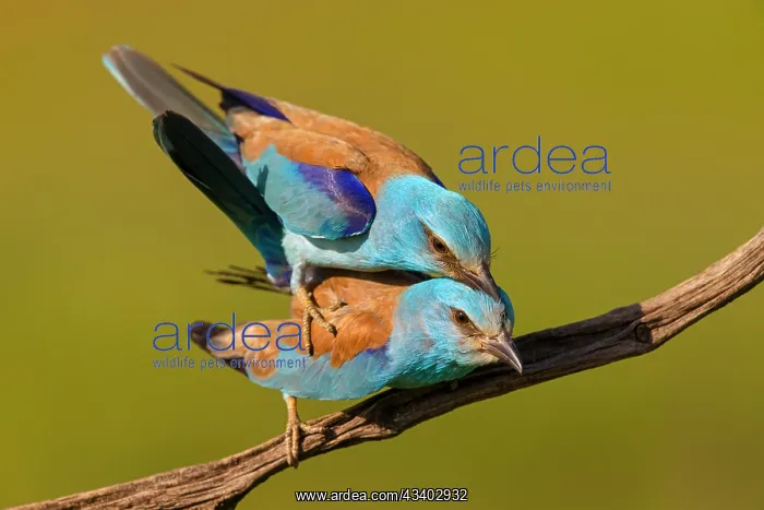 : European roller (Coracias garrulus), on perch, Tower : European roller (Coracias garrulus), on perch, Tower