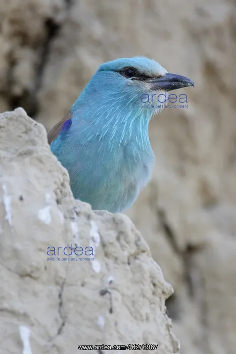 : European Roller (Coracias garrulus), Romania : European Roller (Coracias garrulus), Romania