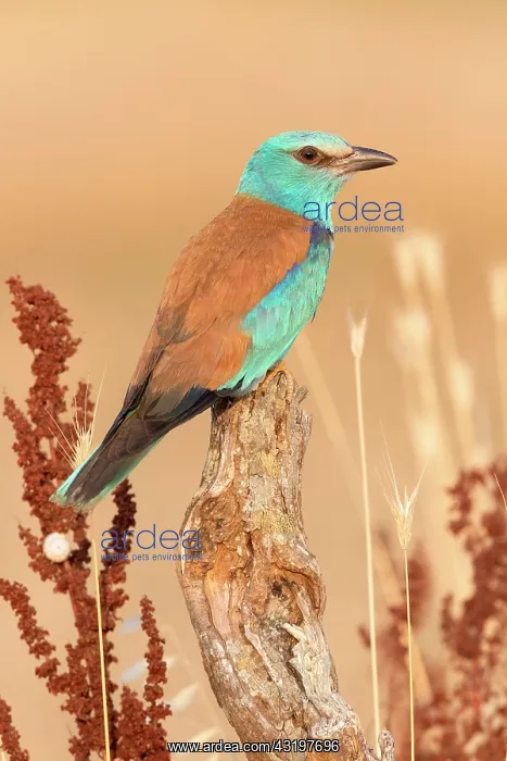 : European Roller (Coracias garrulus), side view of : European Roller (Coracias garrulus), side view of