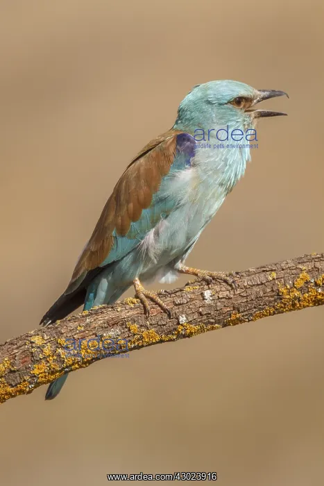 : European Roller perched on a branch calling Castilla La : European Roller perched on a branch calling Castilla La