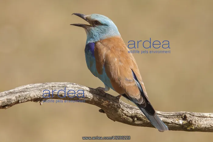 : European Roller perched on a branch calling Castilla La : European Roller perched on a branch calling Castilla La